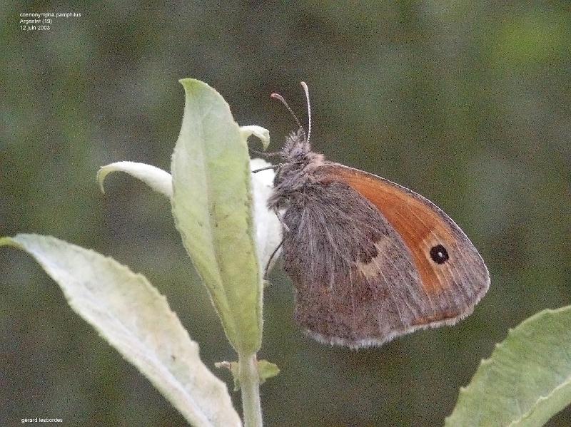 pamphilus 11.jpg - DCF 1.0